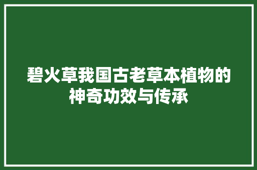 碧火草我国古老草本植物的神奇功效与传承